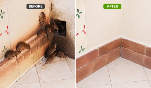 Rat entry point sealed before and after exclusion mesh Riverview FL